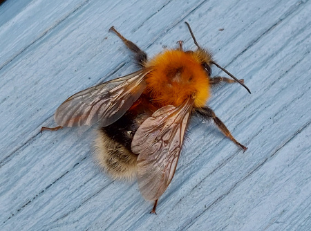 bumble_bees