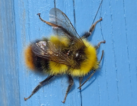 bumble_bees
