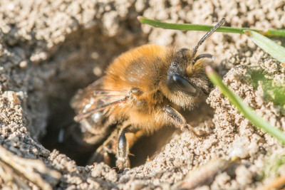mining_bees