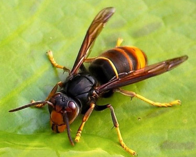 vespa velutina nigrithorax - asian hornet