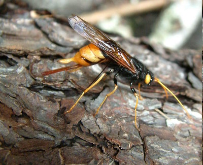 wood wasp - urocerus gigas